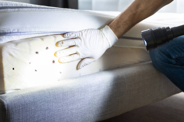 Best Residential Pest Control  in Avoca, PA