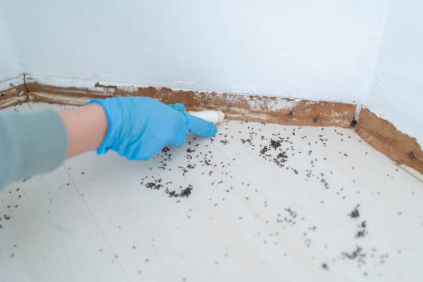Best Local Pest Control Services  in Avoca, PA